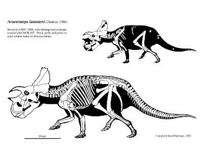 Avaceratops / © Scott Hartman. Verwendet mit freundlicher Genehmigung des Autors.