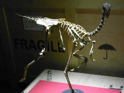 Skelett des Avimimus / Kumiko. Creative Commons ShareAlike 2.0 Generic (CC BY-SA 2.0)