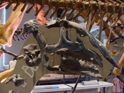 Schädel des Bactrosaurus / Eduard Solà. Creative Commons NonCommercial-NoDerivs 2.0 Generic (CC BY-NC-ND 2.0)