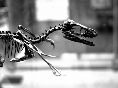 Skelett des Bambiraptor / Garrett Coakley. Creative Commons NonCommercial-ShareAlike 2.0 Generic (CC BY-NC-SA 2.0)