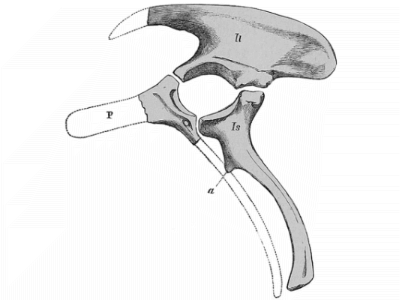Beckenknochen des Barilium. Bild ist gemeinfrei (public domain)