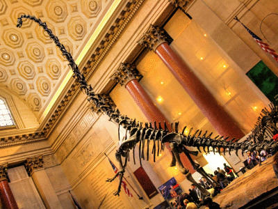 Skelett des Barosaurus / Daniel Mennerich. Creative Commons NonCommercial-NoDerivs 2.0 Generic (CC BY-NC-ND 2.0)