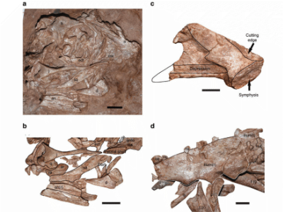 Fossil des Beibeilong / © Pu et al. Creative Commons 4.0 International (CC BY 4.0)