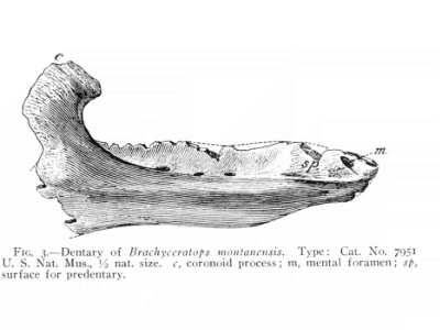 Unterkiefer des 
Brachyceratops. Bild ist gemeinfrei (public domain)