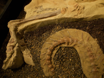Mumie des Brachylophosaurus 
