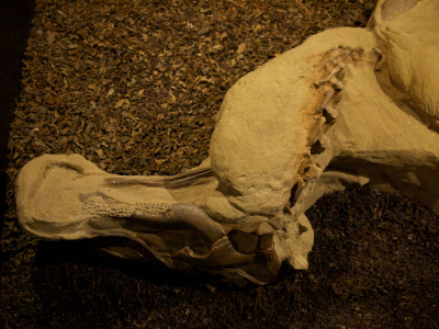 Schädel des Brachylophosaurus 