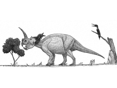 Centrosaurus / © Øyvind M. Padron. Verwendet mit freundlicher Genehmigung des Autors.