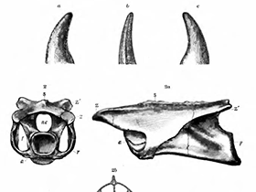 Wirbelknochen des Coelurus / Bild ist gemeinfrei (Public domain)