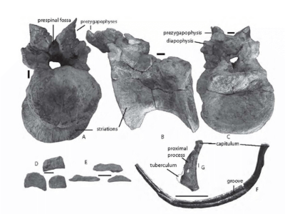 Wirbel und Rippen des Camarillasaurus / Sanchez-Hernandez 
et al. Creative Commons 4.0 International (CC BY 4.0)