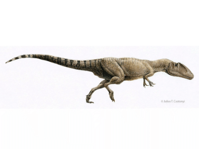 Carcharodontosaurus / © Julius T. Csotonyi. Verwendet mit freundlicher Genehmigung des Autors.