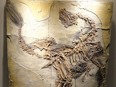 Fossil des Caudipteryx / Bildlizenz: Creative Commons CC0 1.0 Universal (CC0 1.0) Public Domain Dedication