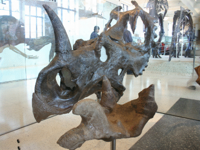 Schädel des Centrosaurus / Ryan Somma. Creative Commons 2.0 Generic (CC BY-SA 2.0)