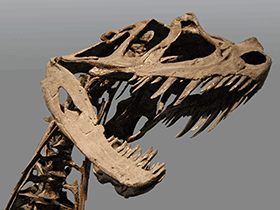 Schädel des Ceratosaurus / Jean-Pierre Dalbéra. Creative Commons 2.0 Generic (CC BY 2.0)