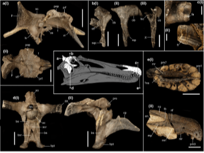 Fossilien des Ceratosuchops © Barker et al. Creative Commons 4.0 International (CC BY 4.0)
