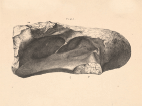 Wirbleknochen des Chondrosteosaurus. CC0 1.0 Universal (CC0 1.0) Public Domain Dedication