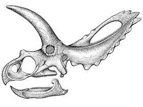 Schädel des Coahuilaceratops / © Natural History Museum of Utah