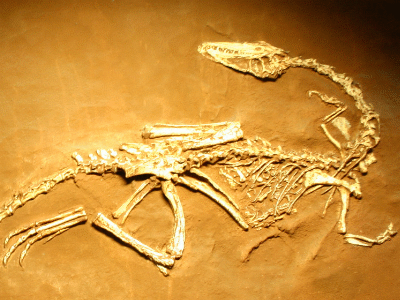 Skelett des Coelophysis / Ryan Somma. Creative Commons ShareAlike 2.0 Generic (CC BY-SA 2.0)