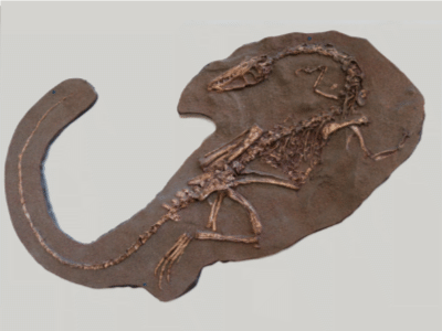 Coelophysis / © Thomas Quine
