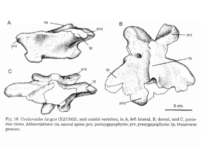 Wirbelknochen / © Novas et al.
