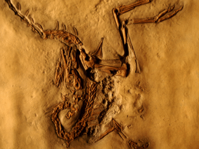 Compsognathus / Paul Mazumdar. Creative Commons NonCommercial 2.0 Generic (CC BY-NC 2.0)