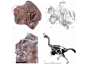 Fossil des Corythoraptor / Lü et al. Creative Commons 4.0 International (CC BY 4.0)