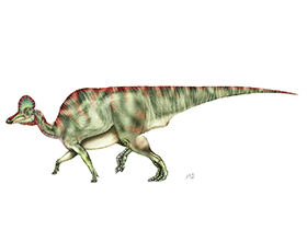 Corythosaurus / © Sergio Perez. Verwendet mit freundlicher Genehmigung des Autors.
