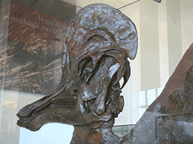 Schädel des Corythosaurus / Ryan Somma. Creative Commons ShareAlike 2.0 Generic (CC BY-SA 2.0)