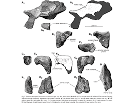 Fossilien des Cruxicheiros / Benson & Radley. Creative Commons 4.0 International (CC BY 4.0)