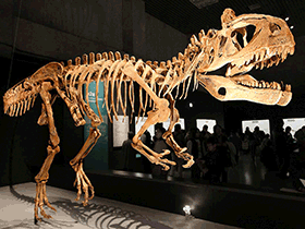 Skelett des Cryolophosaurus / Kabacchi. Creative Commons 2.0 Generic (CC BY 2.0)