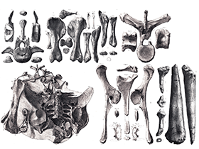 Fossilien des Dacentrurus / Creative Commons CC0 1.0 Universal (CC0 1.0)
