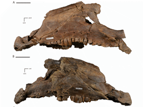 Fossilien des Dakotadon / Boyd et al. Creative Commons 4.0 International (CC BY 4.0)