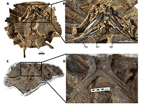 Fossilien des Dakotaraptor/ 
Arbour et al. Creative Commons 4.0 International (CC BY 4.0)