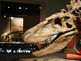 Schädel des Daspletosaurus / Dallas Krentzel. Creative Commons 2.0 Generic (CC BY 2.0)