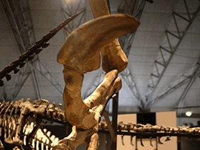 Klaue des Deinocheirus / Kabacchi. Creative Commons 2.0 Generic (CC BY 2.0)