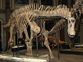 Dicraeosaurus / Uwe Jelting. Creative Commons 4.0 International (CC BY 4.0)