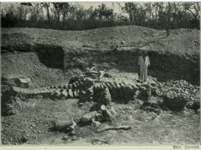 Fossilfund / Bild ist gemeinfrei (public domain)