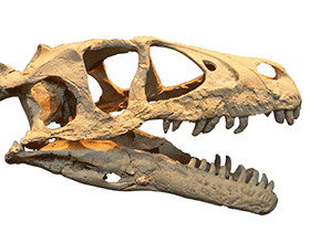 Schädel des Dromaeosaurus / Dinodata.de. Creative Commons CC0 1.0 Universal (CC0 1.0)