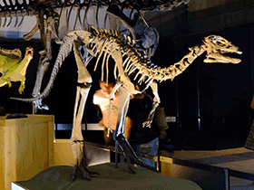 Skelett des Dysolotosaurus / Kumiko. Creative Commons ShareAlike 2.0 Generic (CC BY-SA 2.0)