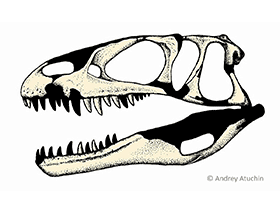 fossile Schädelelmente des Dubreuillosaurus / © Andrey Atuchin. Verwendet mit freundlicher Genehmigung des Autors.
