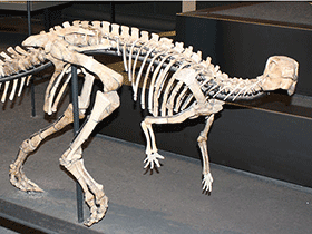 Skelett des Dysolotosaurus / © Uwe Jelting. Creative Commons 4.0 International (CC BY 4.0)