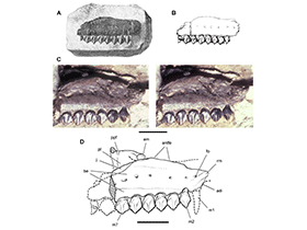 Maxilla des Echinodon / P. Sereno. Creative Commons 3.0 Unported (CC BY 3.0)