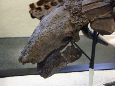 Edmontonia / © Peter Roan