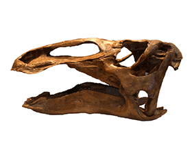 Schädel des Edmontosaurus / Kabacchi, bearbeitet von Dinodata.de. Creative Commons 2.0 Generic (CC BY 2.0)