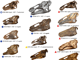Zusammenstellung von Edmontosaurus-Schädeln aus Nordamerika / Campione & Evans. Creative Commons 4.0 International (CC BY 4.0)