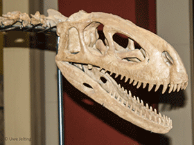 Schädel des Elaphrosaurus / Uwe Jelting. Creative Commons 4.0 International (CC BY 4.0)