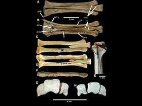 Fossilien des Elmisaurus / Currie et al. Creative Commons 4.0 International (CC BY 4.0)