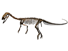 Skelett des Eodromaeus / Kabacchi. Creative Commons 2.0 Generic (CC BY 2.0)