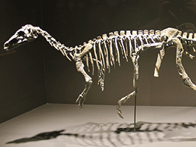 Skelett des Eoraptor / Daniel DeChristo. Creative Commons NonCommercial 2.0 Generic (CC BY-NC 2.0)