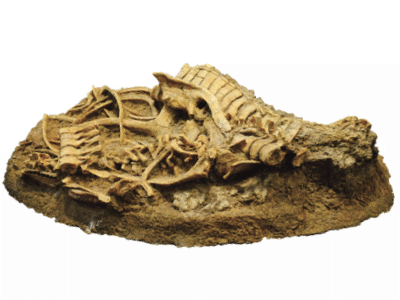 Fossil des Equijubus / © Kumiko