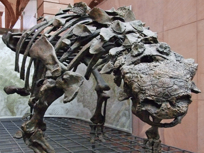 Euoplocephalus / © only_point_five